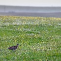 Shetland 050 copia